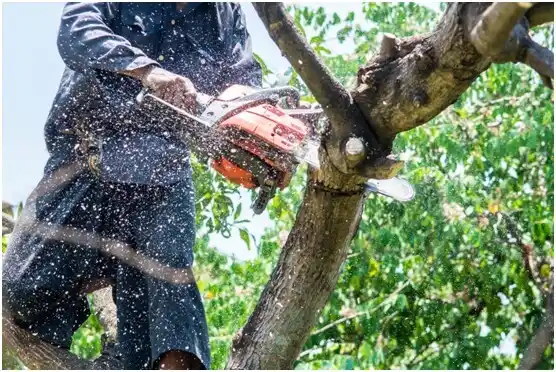 tree services West Pittsburg